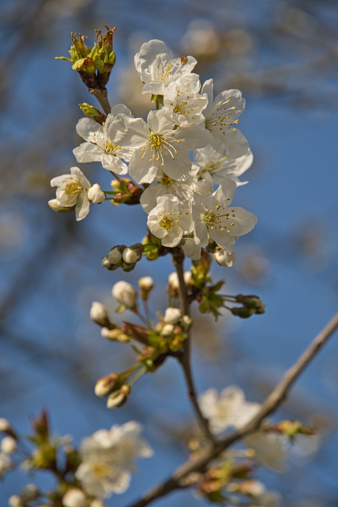 White cherry blossom clusters with visible stamens and buds set against a hazy, light blue sky in daylight.