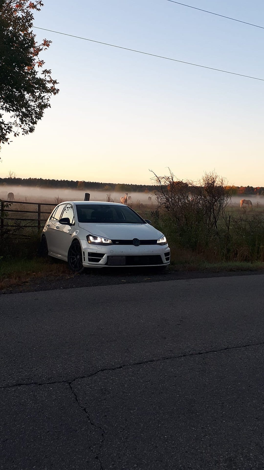 White Volkswagen Golf R with glowing headlights on a misty rural road at sunrise with cows grazing in the distance.