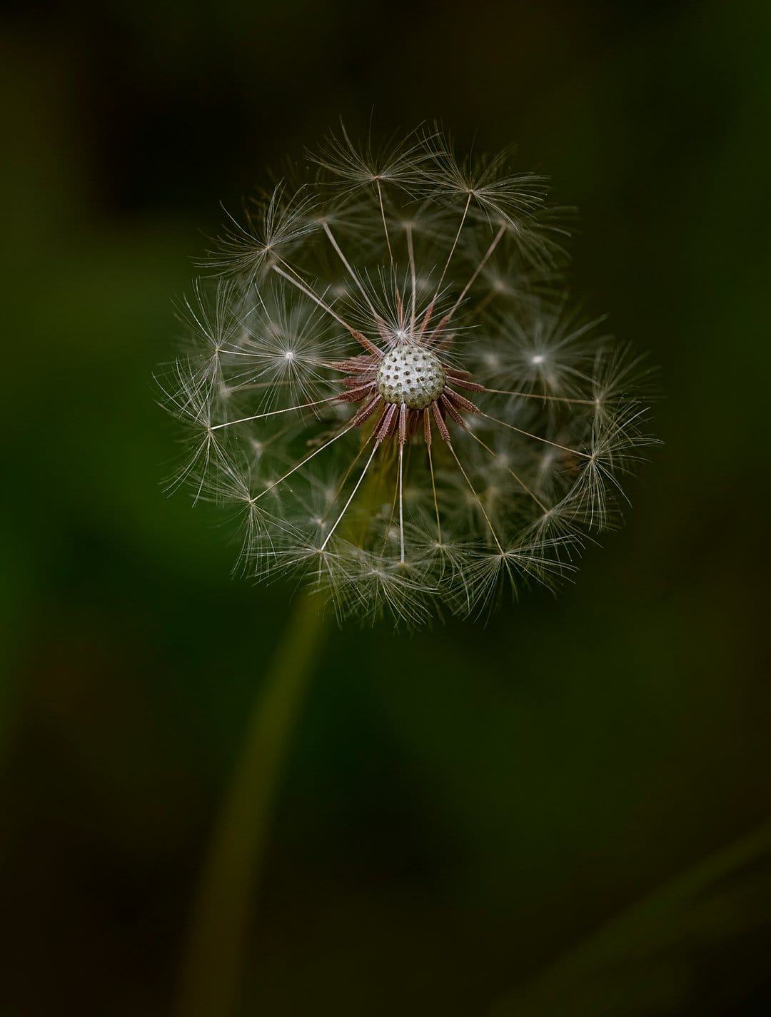 White dandelion seed head with delicate filaments and a hint of pink at the center against dark green bokeh.