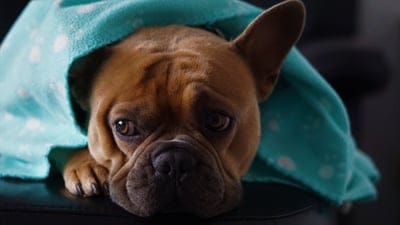 background,dark,hd wallpaper,cold,laptop wallpaper,cozy,free wallpaper,animal,beautiful wallpaper,full hd wallpaper,wallpaper 4k,mac wallpaper,on the couch,pet,under the ceiling,dog,french bulldog,cute,desktop backgrounds,atmospheric