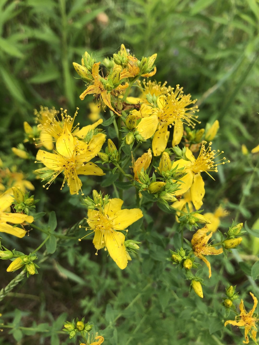 Yellow St. John's Wort flowers with long wispy stamens and green leaves in a close-up botanical macro shot.