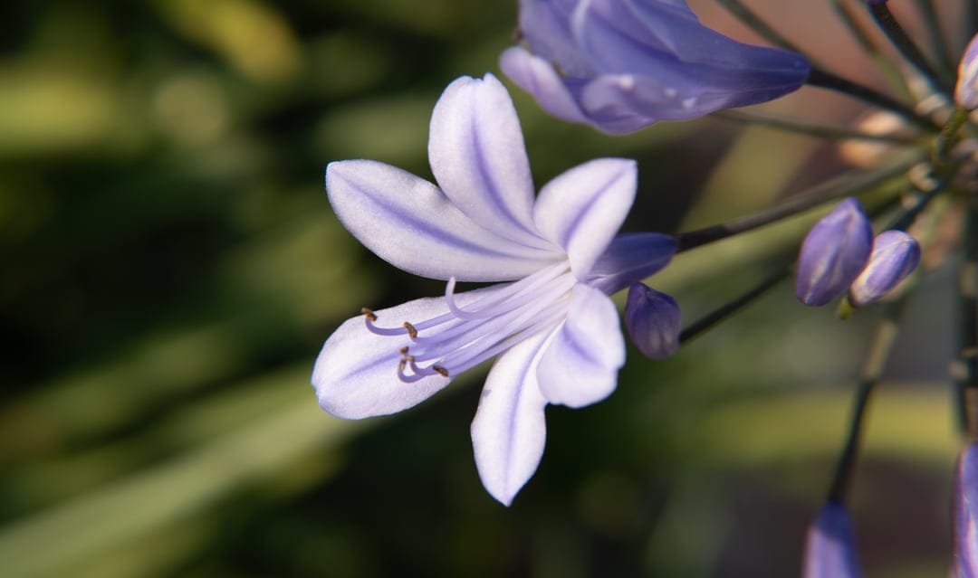 Purple Agapanthus flower with violet striped petals and delicate stamens against a soft green garden background.