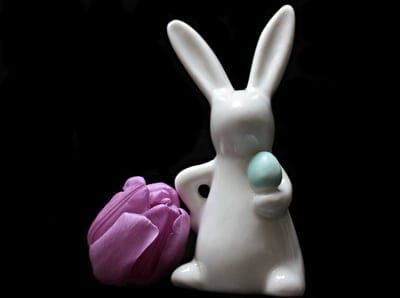 tulip,windows wallpaper,flower,full HD wallpaper,HD wallpaper,desktop backgrounds,rabbit,Easter bunny,tulip blossom,tulip head,mac wallpaper,black background,laptop wallpaper,purple,violet,purple tulip,flora,floral background,blossoms,spring