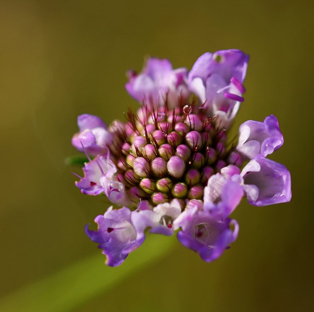 Purple Scabiosa flower with tiny water droplets on its stamens, surrounded by soft lilac petals and green bokeh.