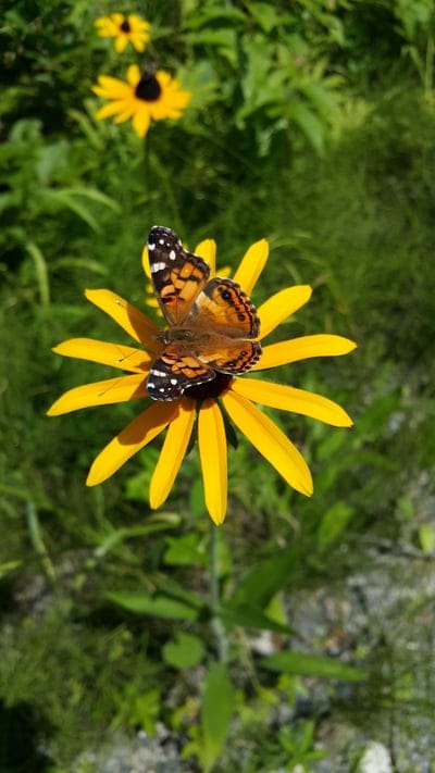 Butterfly with patterned wings perched on yellow coneflower petals within a lush and sunlit garden background.
