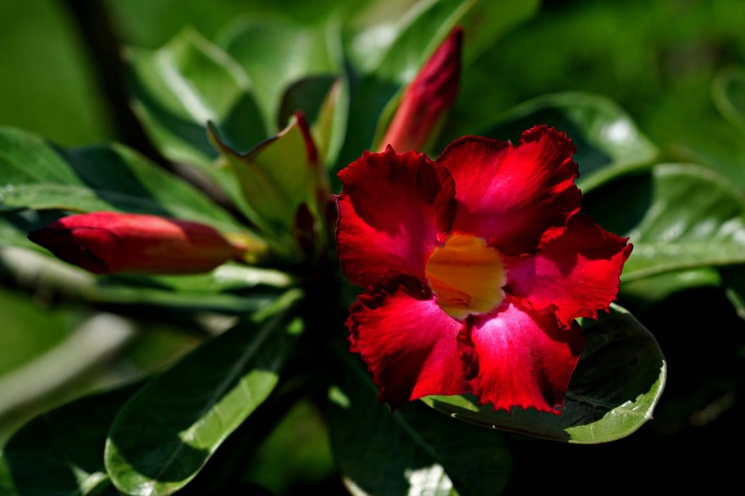 Red Desert Rose flower with ruffled petals, a yellow center, and two buds against a backdrop of green leaves.