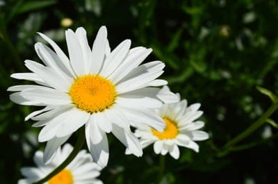 White daisy petals encircle a textured yellow center amidst soft-focus green leaves in a sunny garden.