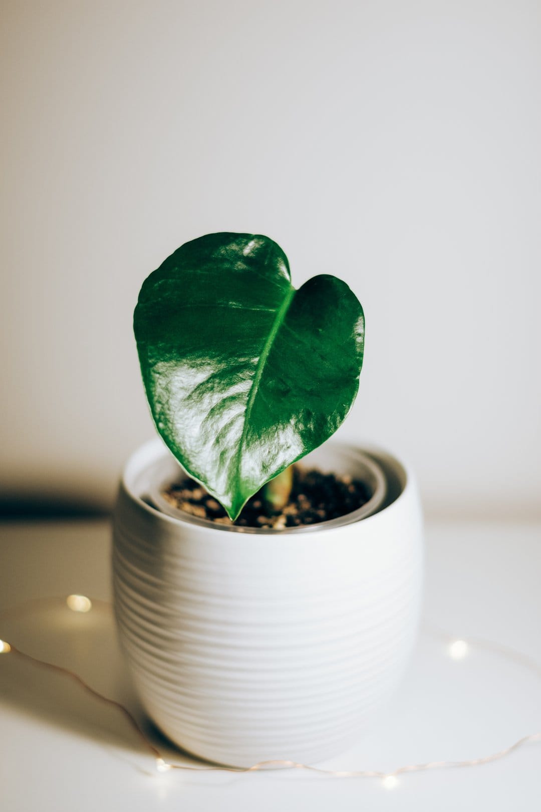 Glossy green houseplant leaf in a textured white pot surrounded by glowing fairy lights and soft bokeh.
