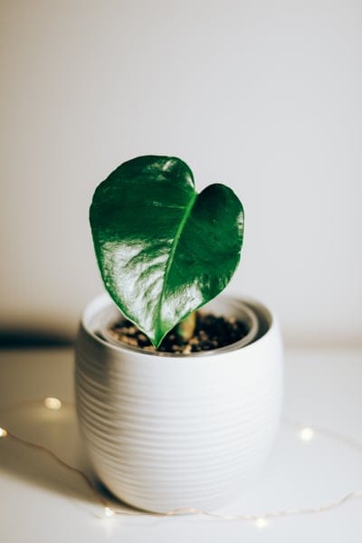 pot,flower,nature,the background,wallpaper,flower wallpaper,samsung wallpaper,ipad wallpaper,mobile wallpaper 4k,image,beautiful flowers,beautiful wallpaper,photo,photography,phone wallpaper,mobile wallpaper,green,floral background,iphone wallpaper,flower