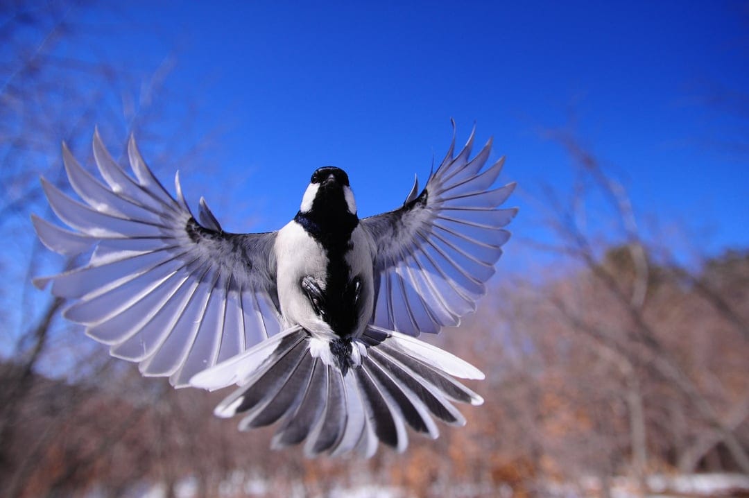 Japanese tit bird with spread wings flies across a bright blue sky above blurred snowy winter trees.