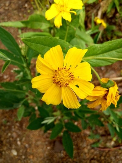 Bright yellow wildflowers with dark centers stand amidst green leaves and soft brown soil in a macro view.
