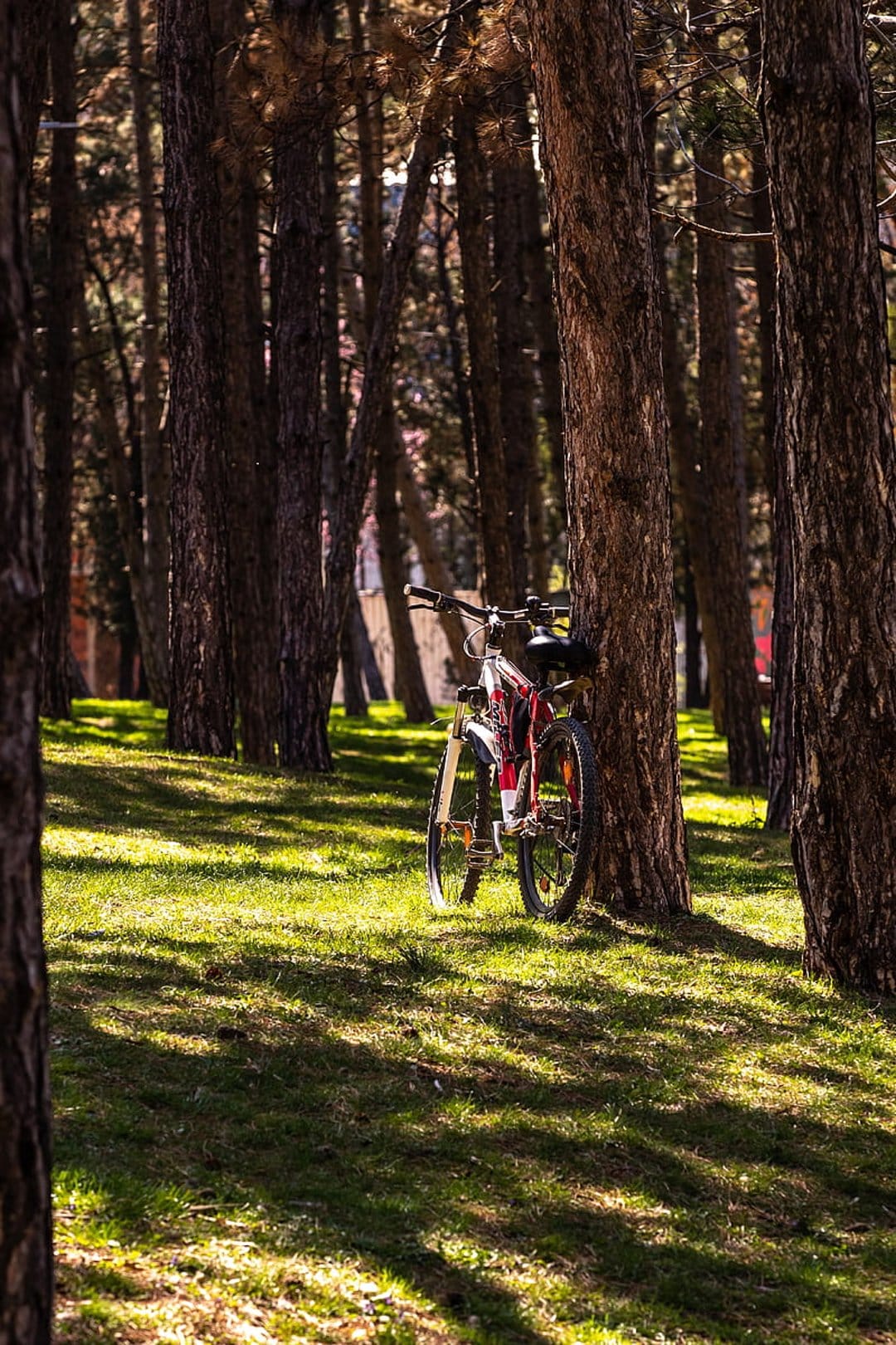 Red and white bicycle leans against a thick tree trunk in a forest with sunlight filtering through leaves.