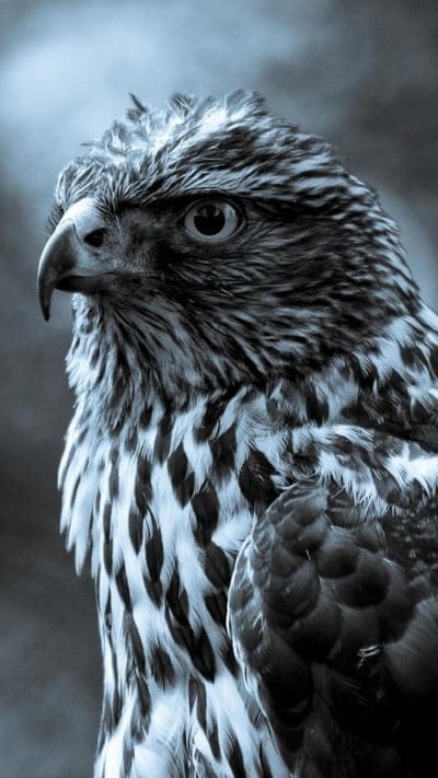 Eagle Bird Anima