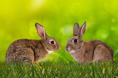 background,windows wallpaper,desktop backgrounds,beautiful wallpaper,full hd wallpaper,cool backgrounds,animals,rabbit,meadow,wallpaper hd