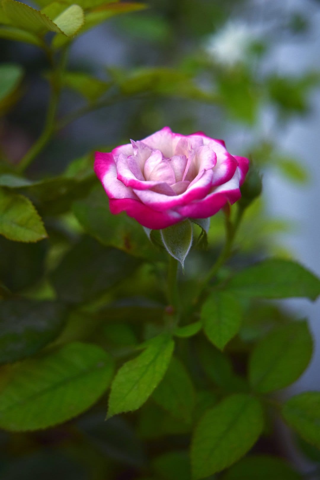 Pink-tipped white rose petals in a macro close-up with soft green leaves blurred in the shallow background.
