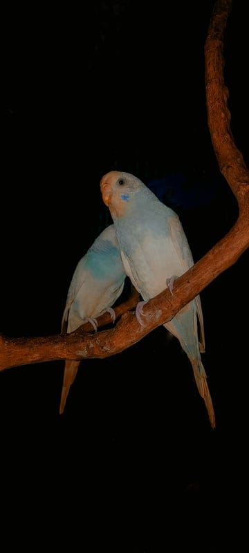 parrots,birds,branch,night,animals