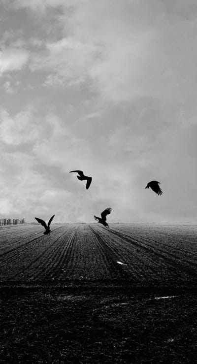 crows,birds,field,bw