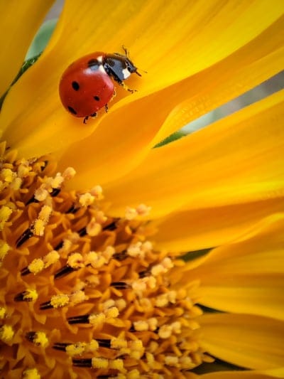 Red ladybug with black spots resting on a textured yellow sunflower petal covered in fine grains of pollen.