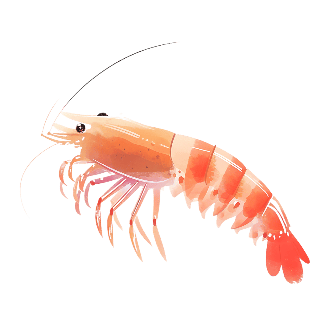 Watercolor pink shrimp illustration showing a segmented body, long antennae, and translucent orange details.