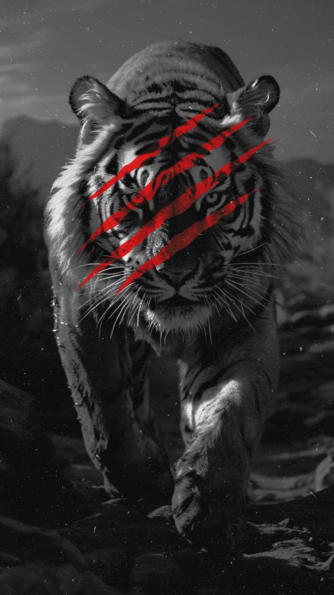 Tiger with red claw scratches on its face stares forward in a high-contrast monochrome wildlife portrait.