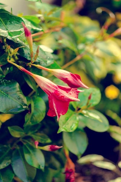 Scarlet Dipladenia blooms with tiny water droplets on petals surrounded by soft green tropical foliage.