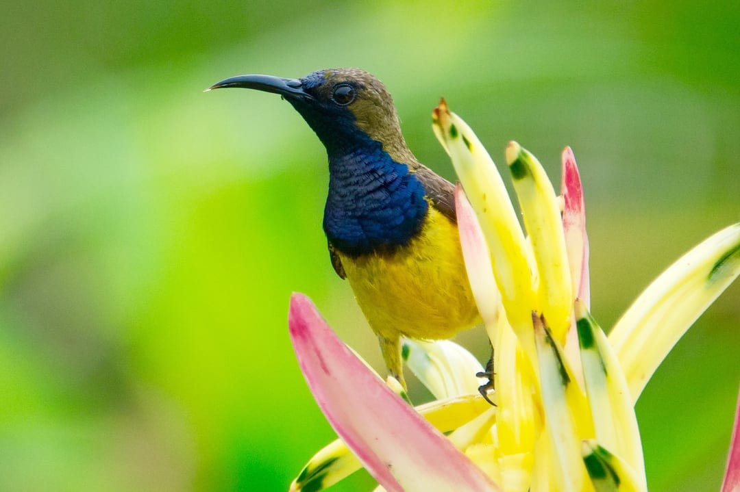 Olive-backed sunbird with a blue throat perches on a pink Heliconia flower against a soft green background.