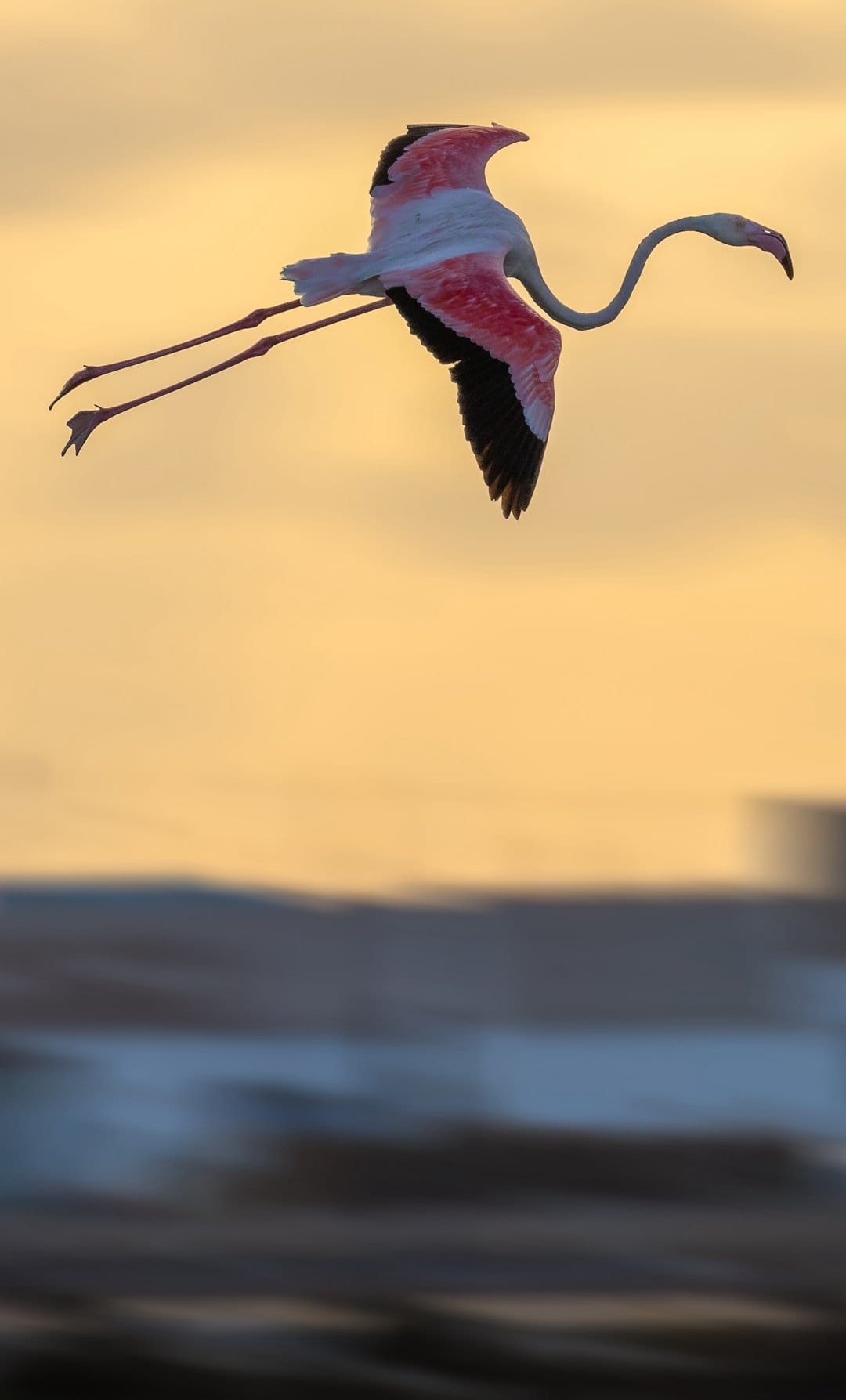 Pink flamingo flying across a golden sunset sky with long legs trailing over a blurred wetland background.