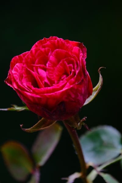 Crimson rose with velvety petals and macro textures glows against a dark, blurred background in soft lighting.