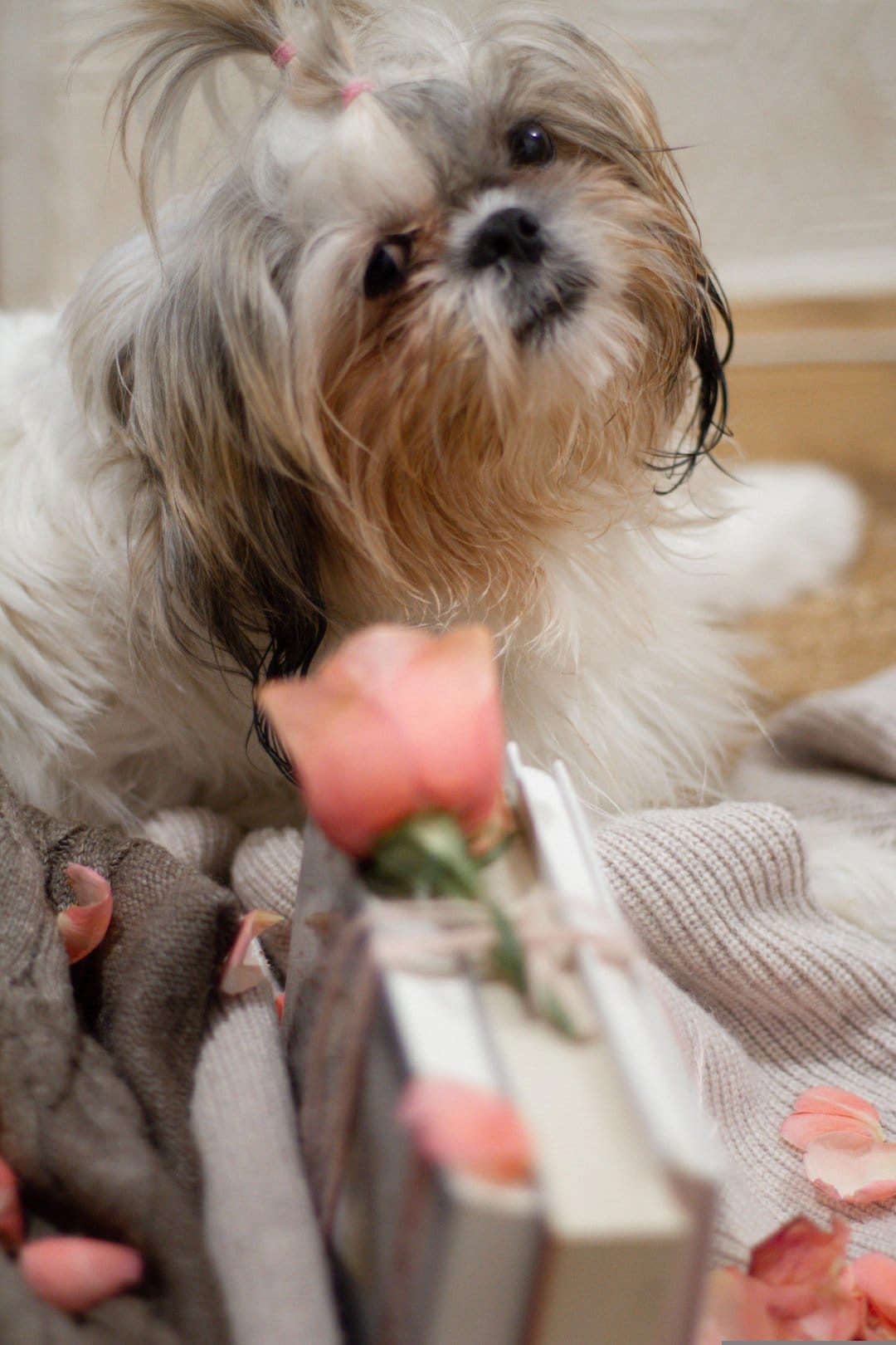 Shih Tzu puppy with a pink hair bow lies next to a rose and open book on a soft surface with scattered petals.