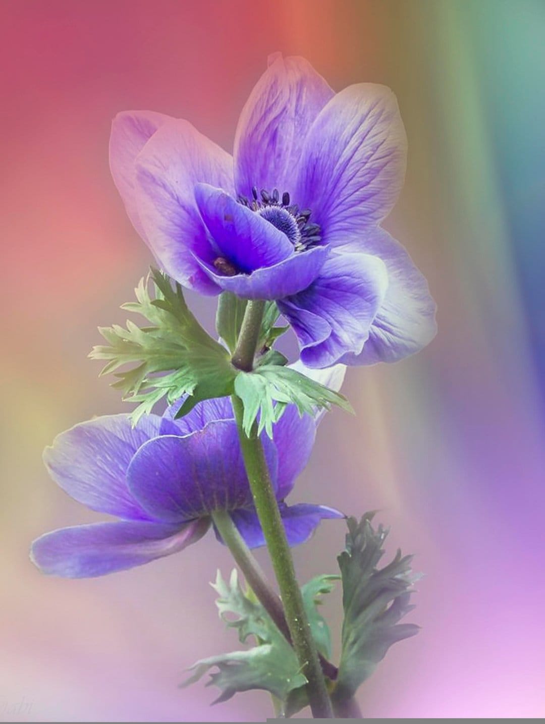Purple anemone blossoms with dark centers stand before a blurred pastel rainbow background in vertical format.