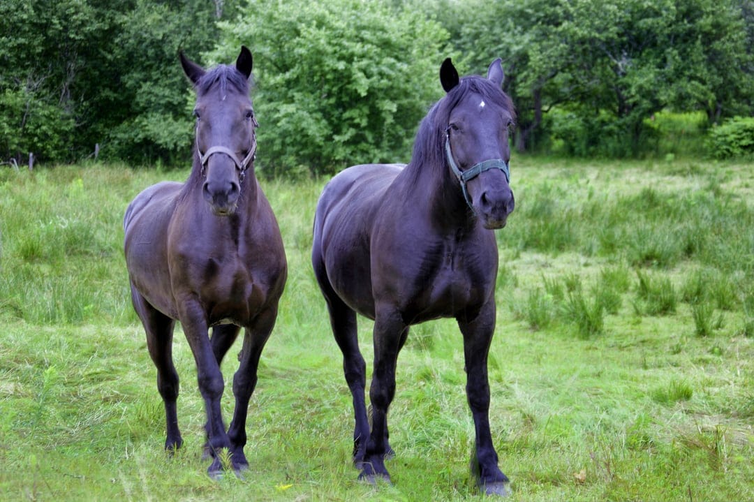 Two black horses stand side-by-side in a lush green pasture with dense forest foliage in the background.