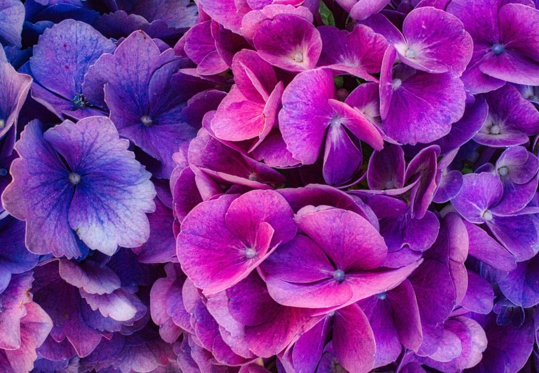Purple and pink hydrangea petals display intricate veining and soft textures in a dense macro floral arrangement.