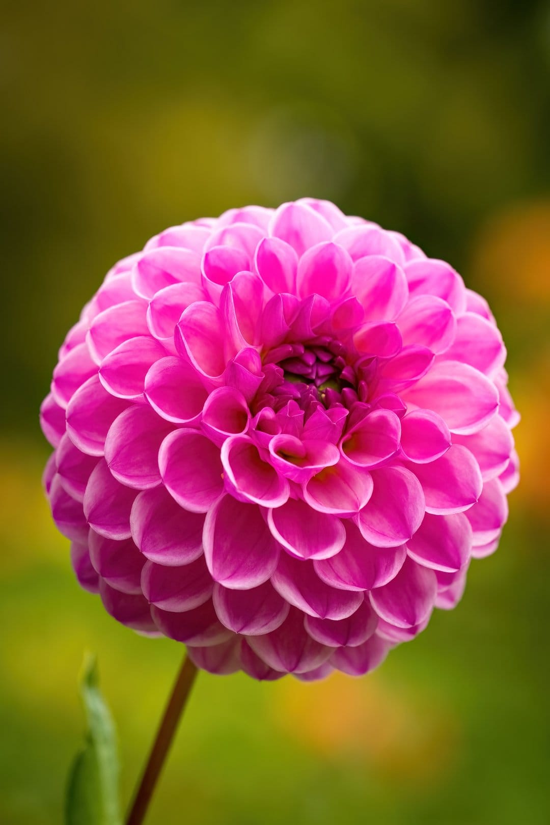 Fuchsia dahlia flower petals arranged in a tight spiral pattern with a blurred green and yellow background.