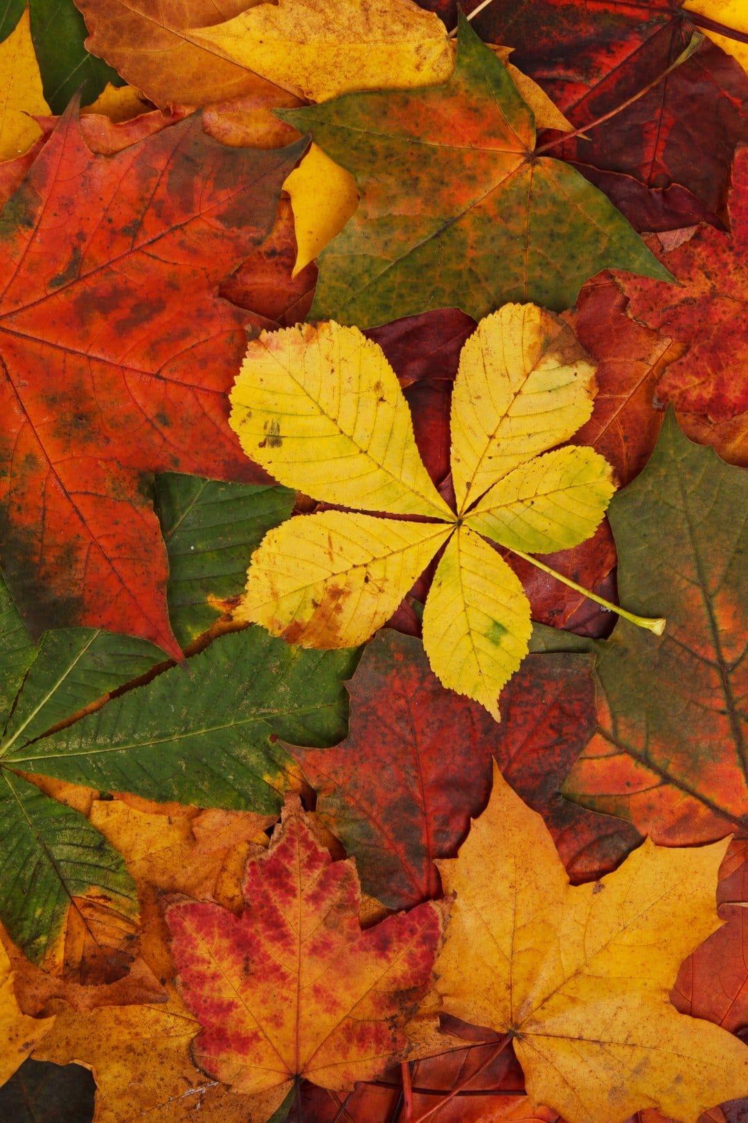 Five-pointed yellow leaf lies on a dense pile of red and orange foliage in a top-down macro nature view.