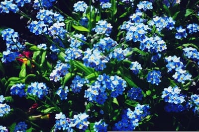 forget-me-not, blue flowers, myosotis, spring flowers, summer flowers, garden flowers, floral background, nature photography, botanical, delicate blossoms, lush greenery, vibrant blue, close-up, overhead view, floral detail, small flowers, wildflowers, garden scene, blooming, seasonal beauty, plant life, horticulture