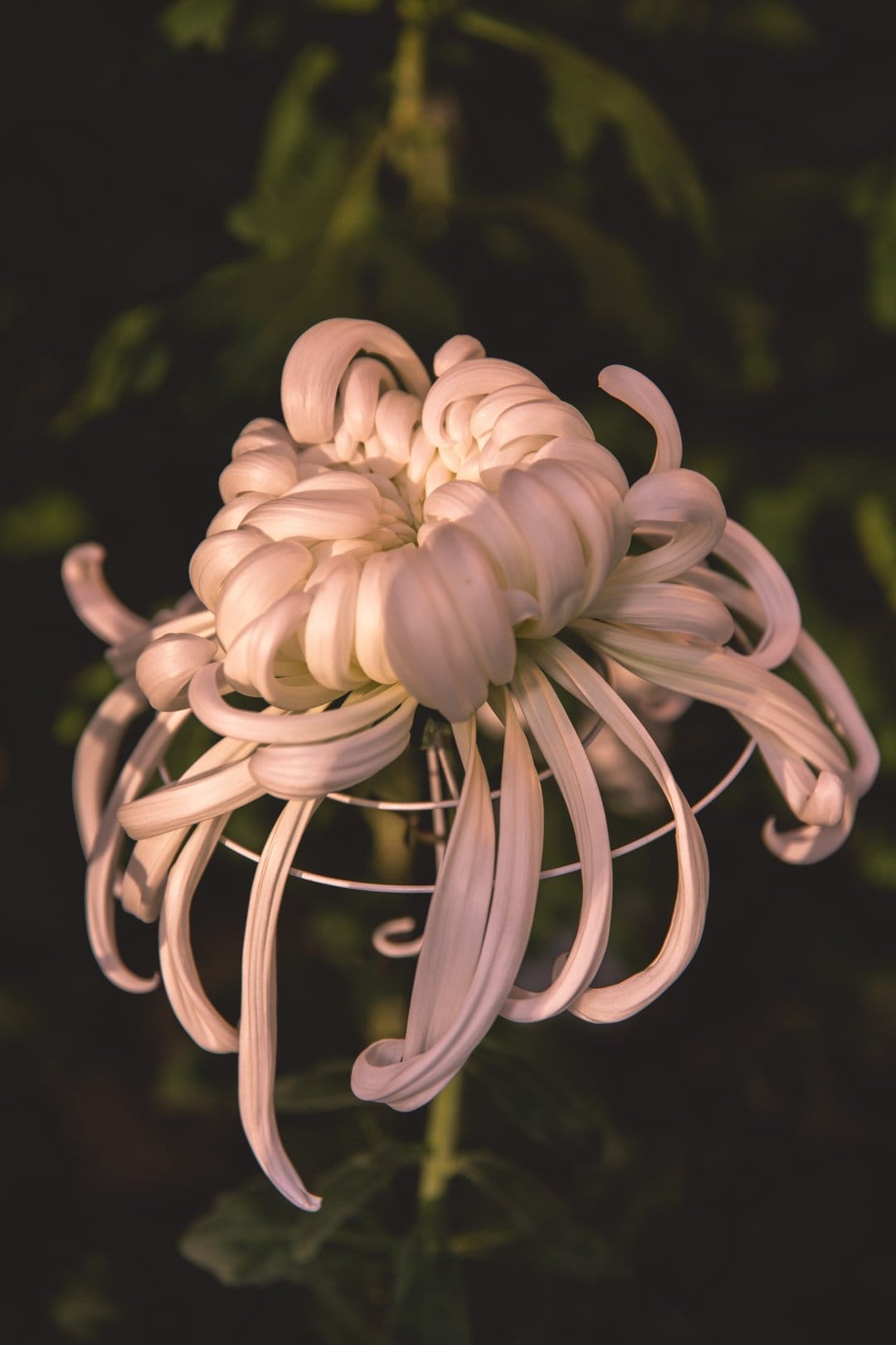 White spider chrysanthemum with long, spindly petals illuminates against a dark, blurred foliage background.