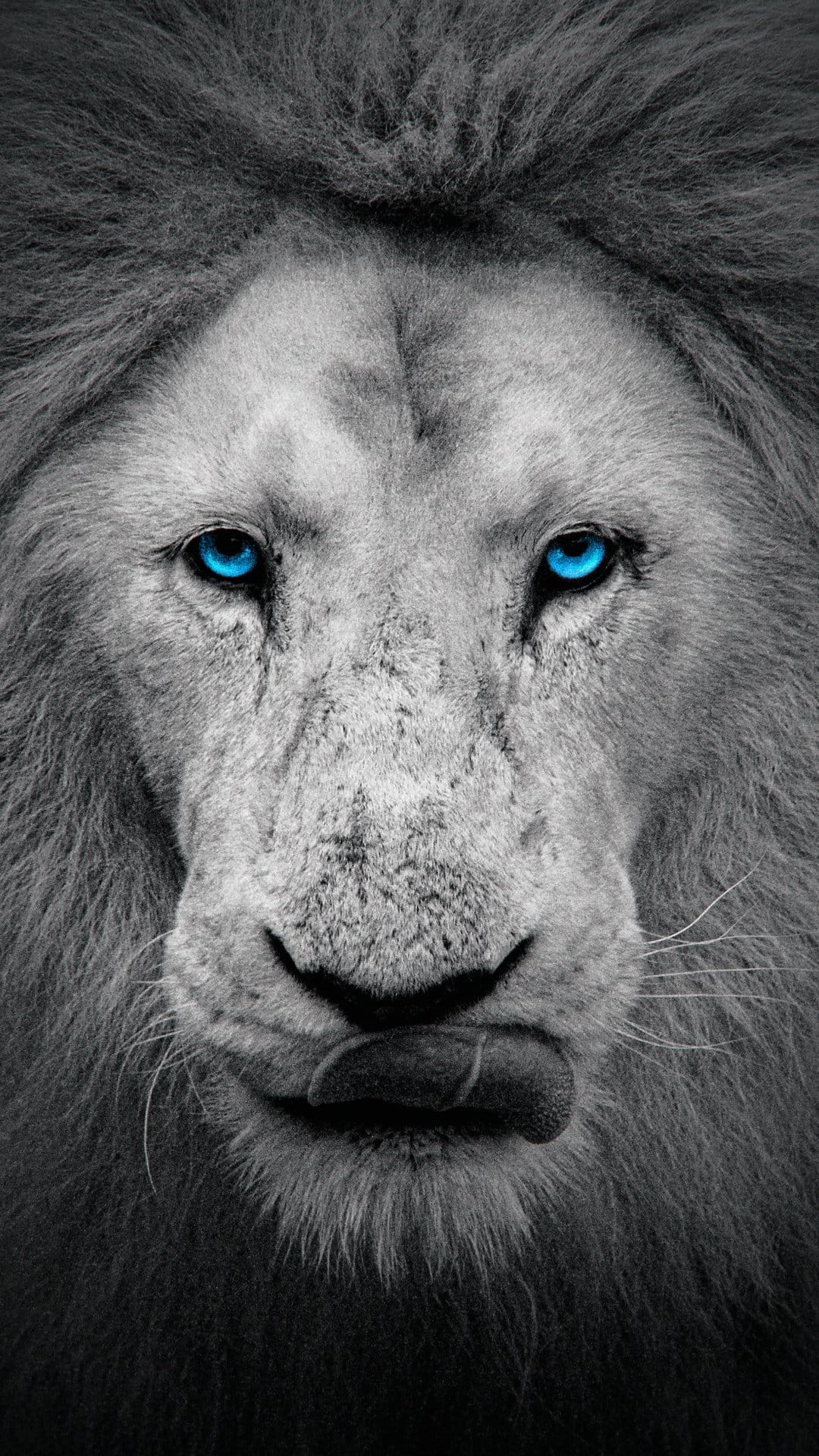 Lion with vivid blue eyes licks its lips in a high-contrast black and white close-up animal portrait.