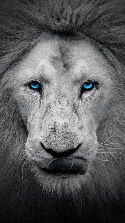 lion,animal,eyes,white,blue