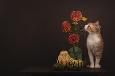 cat,windows wallpaper,nature,beautiful flowers,full hd wallpaper,pumpkins,beautiful wallpaper,free background,flowers,flower background,desktop backgrounds,pet,free wallpaper,hd wallpaper,mammal,mac wallpaper,4k wallpaper,laptop wallpaper,background,4k wa