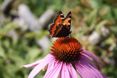 Orange and black butterfly perched on a pink coneflower with a blurred green garden background in macro detail.