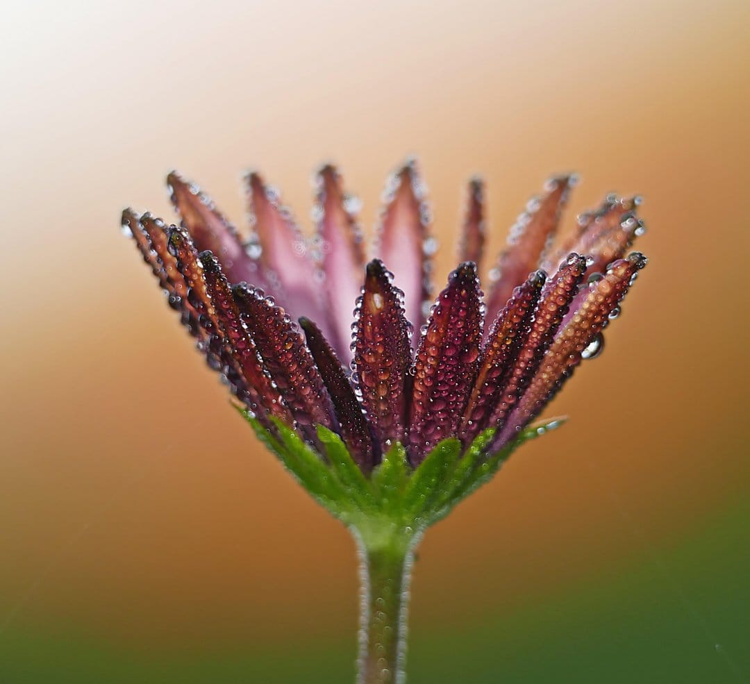 Dark purple daisy petals covered in tiny dew drops with a soft orange bokeh background for a macro wallpaper.