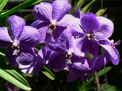 Purple Vanda orchids with dark vein patterns on petals against a soft-focus background of green tropical leaves.