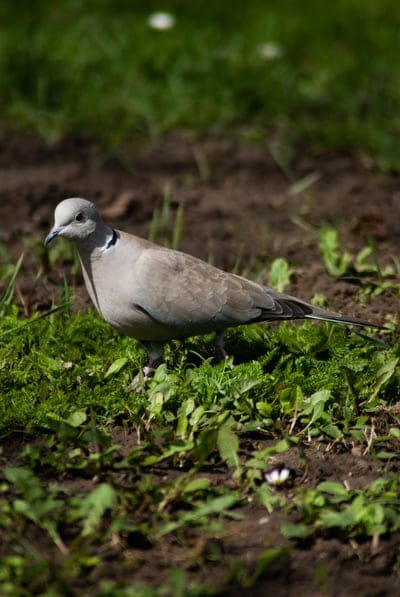 bird,phone wallpaper,Eurasian collared dove,dove,animal,nature,ornithology,Streptopelia,HD wallpaper,nature wallpaper,iPhone wallpaper