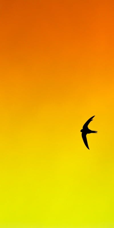 bird,swallow,gradient,yellow,orange