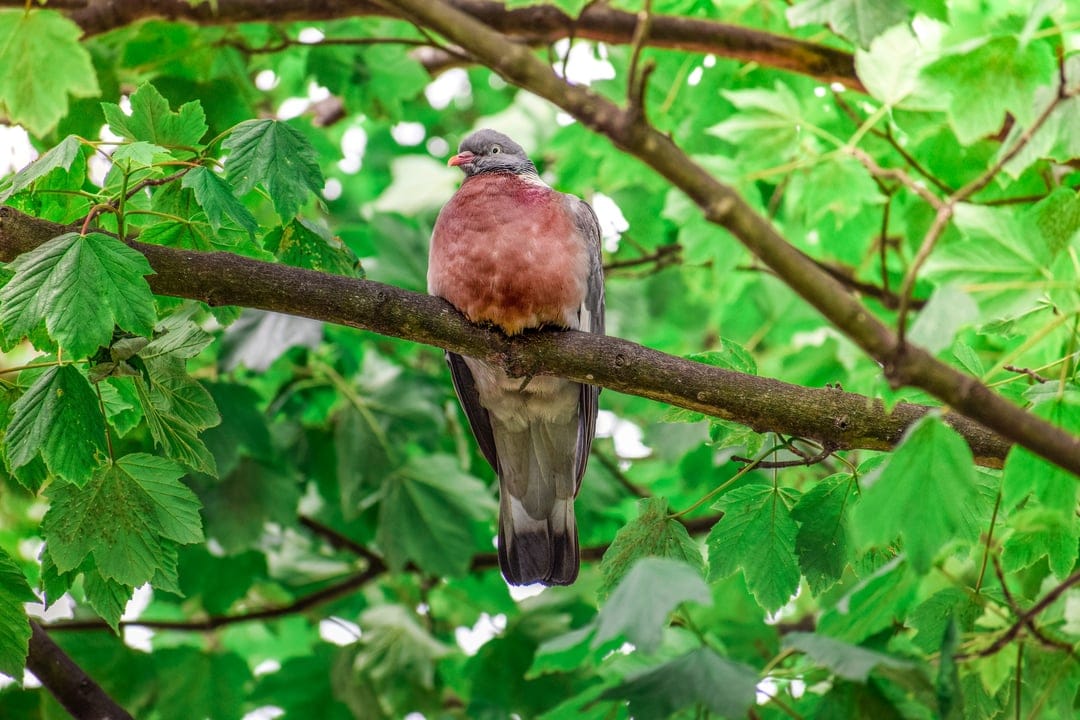 Gray pigeon with iridescent neck feathers sits on a tree branch surrounded by blurred green forest leaves.