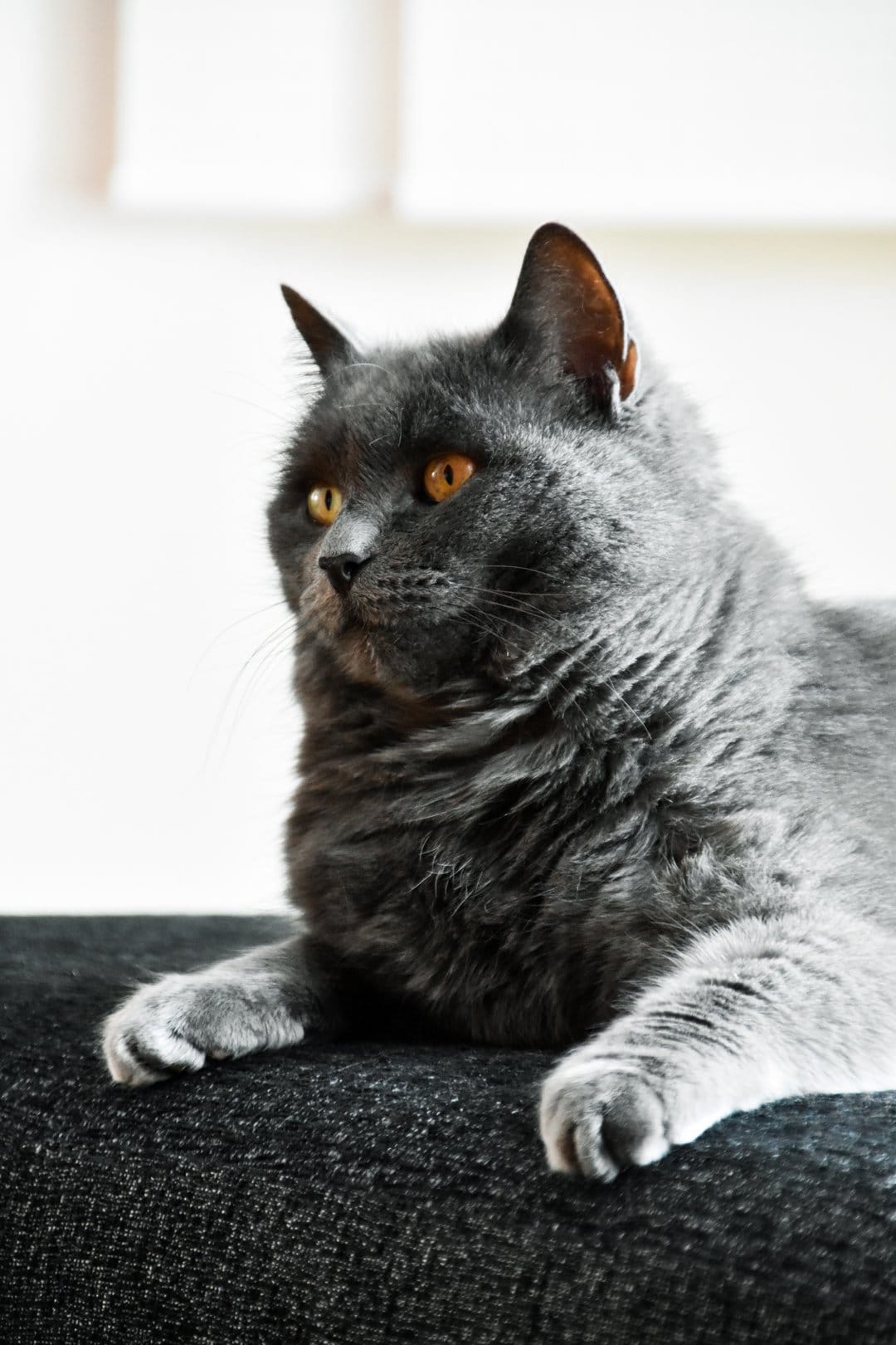 Fluffy grey cat with vivid orange eyes lies on a dark textured sofa while looking directly toward the viewer.