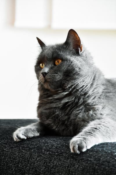 grey cat, orange eyes, fluffy cat, domestic cat, pet photography, cat portrait, animal, feline, cat lover, sofa, indoor cat, cat nap, cute cat, british shorthair, persian cat, animal photography, pet, companion animal, adorable, calm, elegant, content, animal portrait