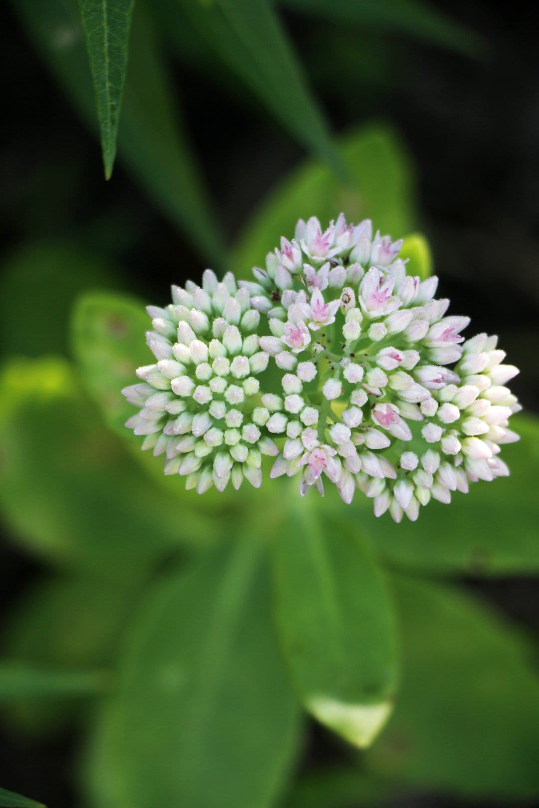 Starry white sedum flowers with pale pink centers cluster together against a soft blurred green leaf background.
