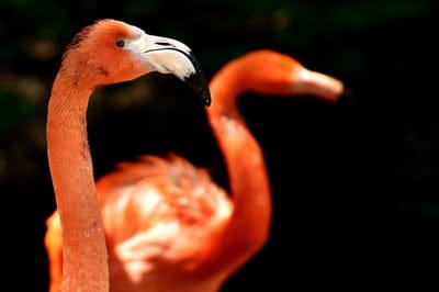 Two orange flamingos stand in a dark oasis with the foreground bird in sharp focus and the second bird blurred.