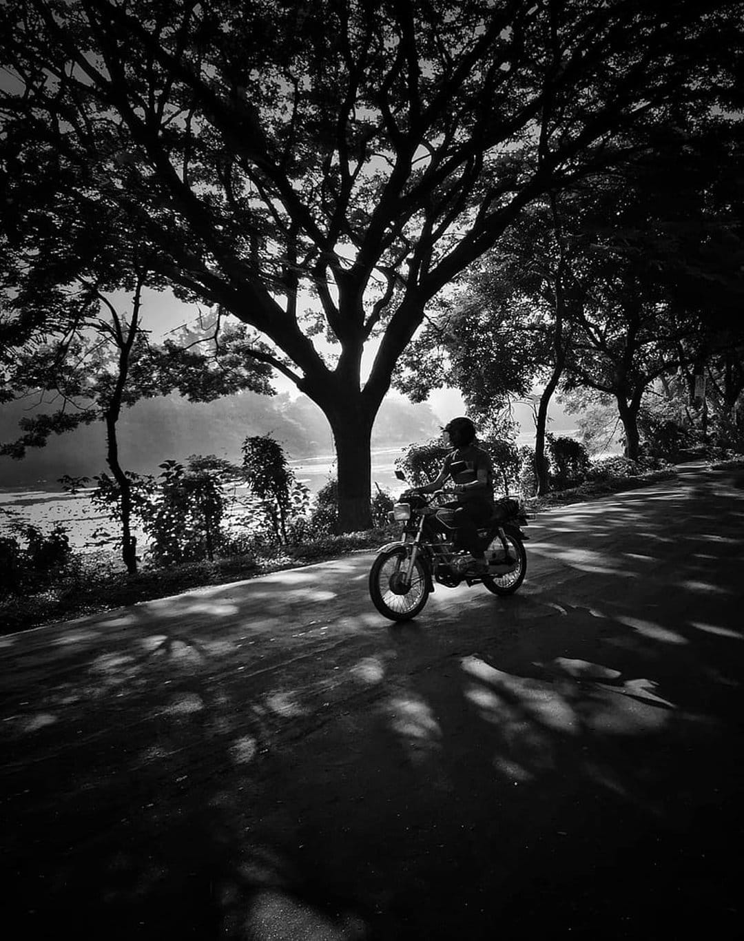Motorcyclist riding along a paved road under a large tree with dramatic dappled shadows in black and white.